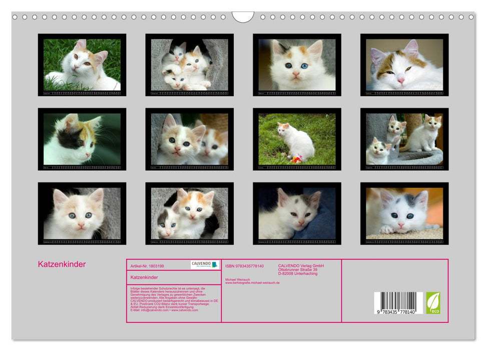 Katzenkinder (CALVENDO Wandkalender 2025)