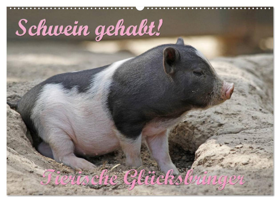 Schwein gehabt! (CALVENDO Wandkalender 2025)