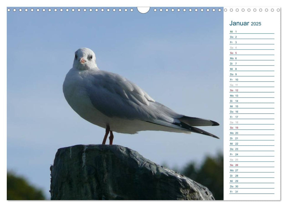 Möwen - Von der Ostsee bis zum Atlantik (CALVENDO Wandkalender 2025)