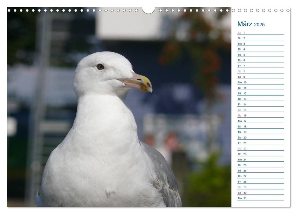 Möwen - Von der Ostsee bis zum Atlantik (CALVENDO Wandkalender 2025)