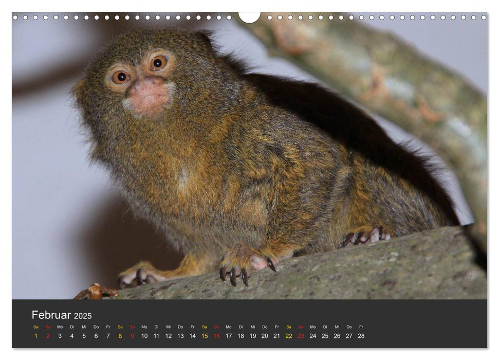 Tierpark-Gera (CALVENDO Wandkalender 2025)