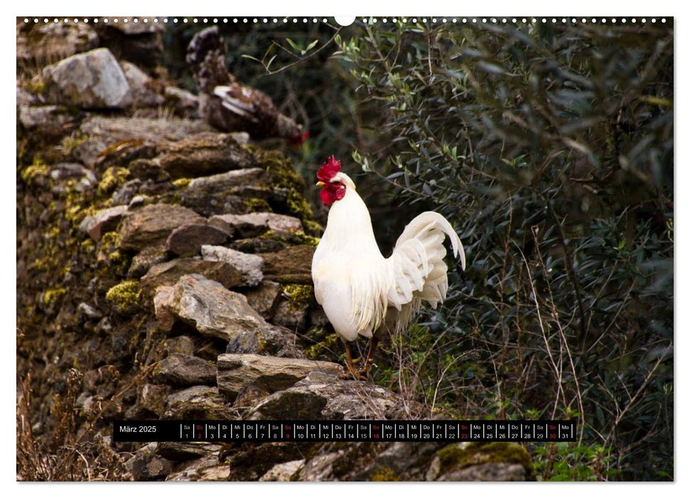 Portugal (CALVENDO Premium Wandkalender 2025)