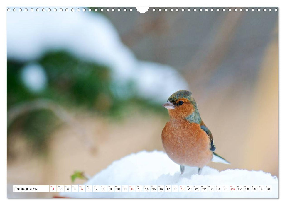 Heimische Vögel (CALVENDO Wandkalender 2025)