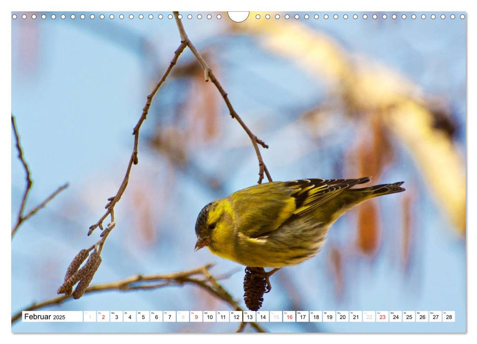 Heimische Vögel (CALVENDO Wandkalender 2025)