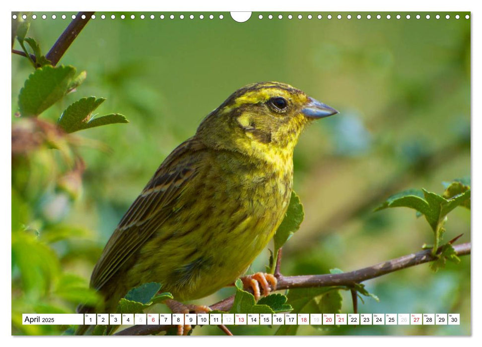 Heimische Vögel (CALVENDO Wandkalender 2025)