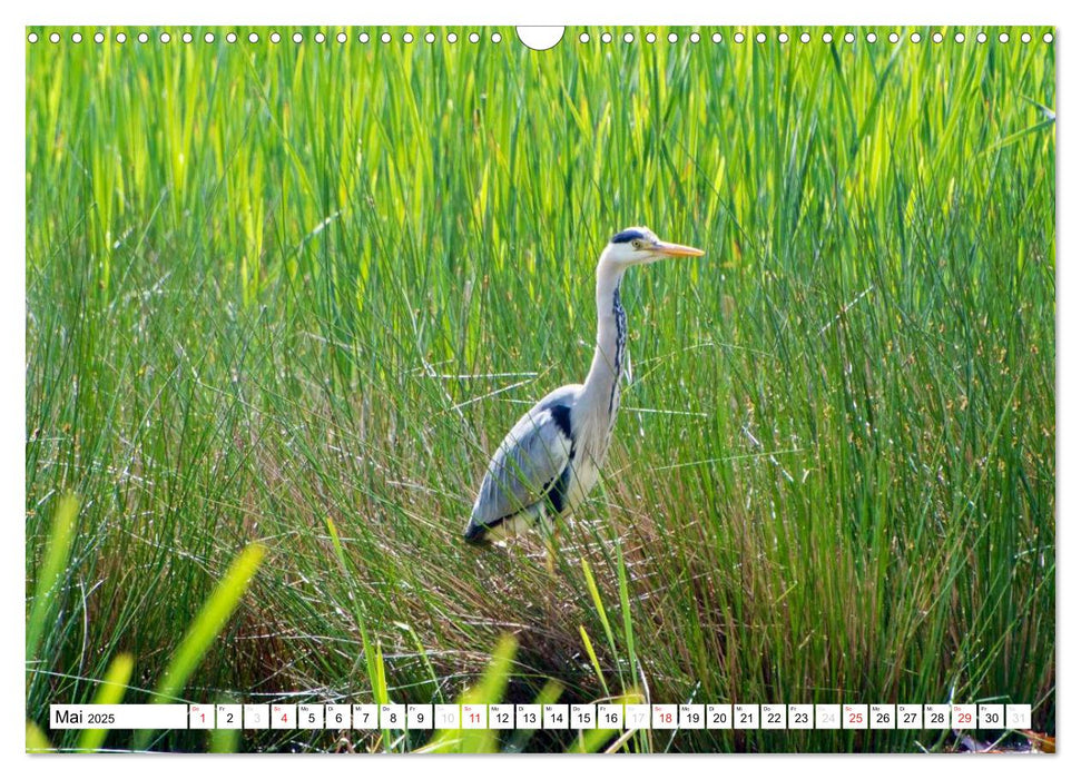 Heimische Vögel (CALVENDO Wandkalender 2025)