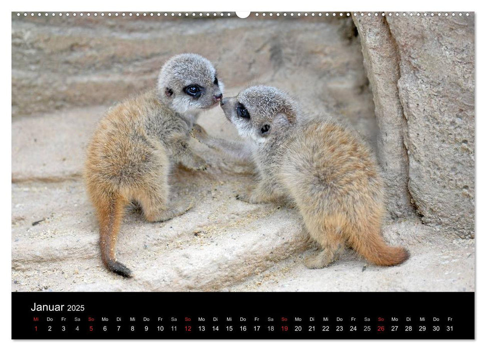 Lustige Erdmännchen (CALVENDO Premium Wandkalender 2025)