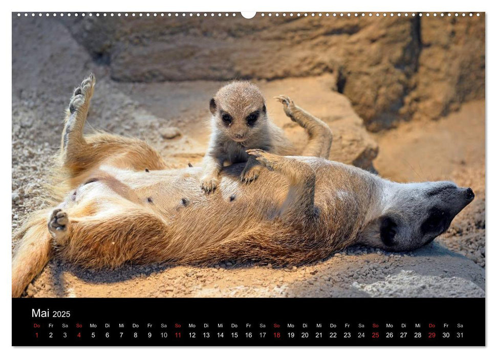 Lustige Erdmännchen (CALVENDO Premium Wandkalender 2025)