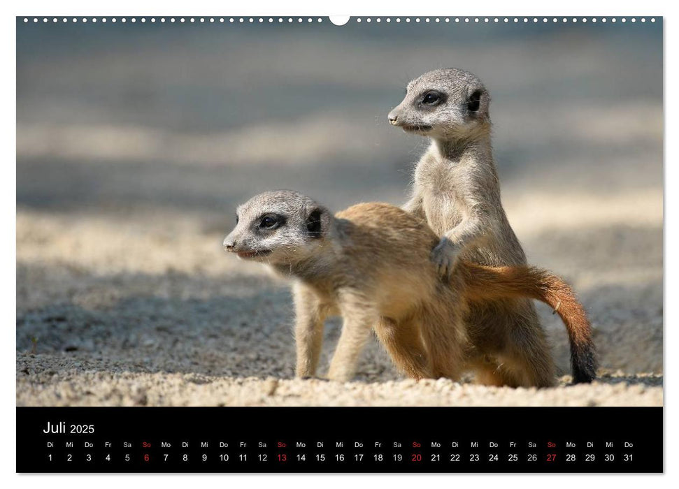 Lustige Erdmännchen (CALVENDO Premium Wandkalender 2025)