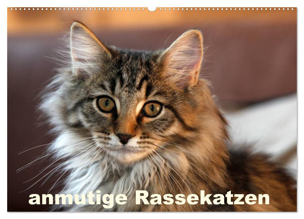 anmutige Rassekatzen (CALVENDO Wandkalender 2025)