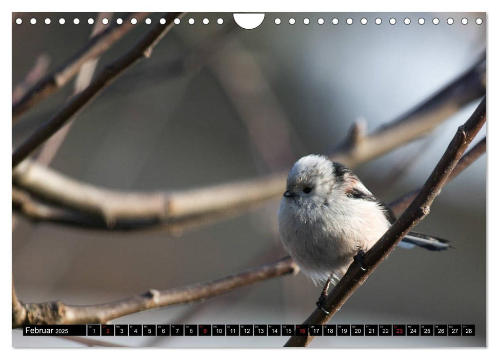 Gartenvögel (CALVENDO Wandkalender 2025)