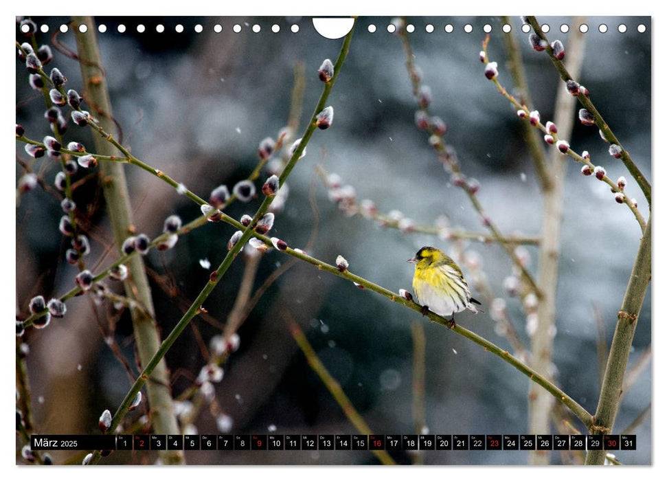 Gartenvögel (CALVENDO Wandkalender 2025)