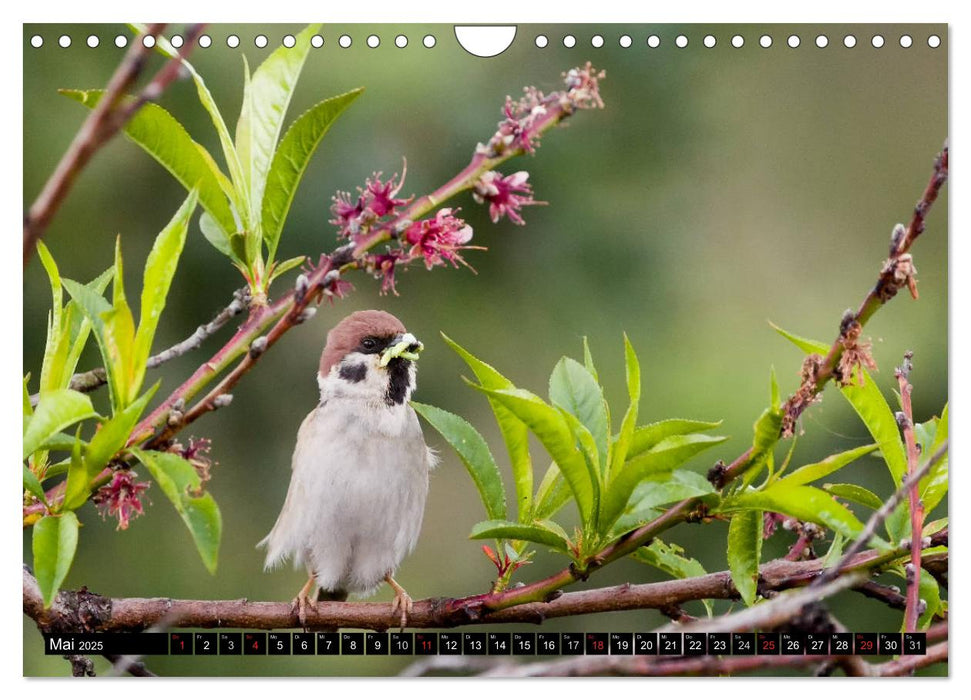 Gartenvögel (CALVENDO Wandkalender 2025)