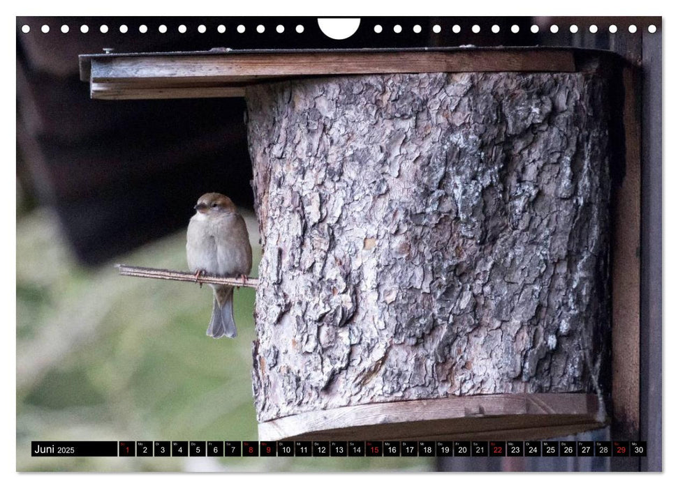 Gartenvögel (CALVENDO Wandkalender 2025)