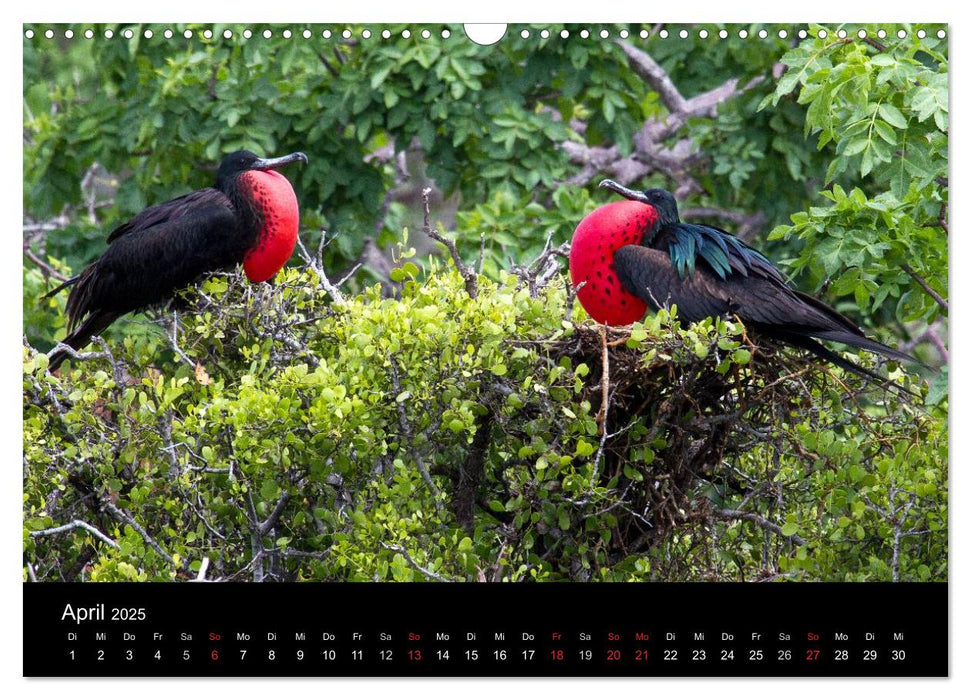 Die Galapagos Inseln - Das Naturparadies (CALVENDO Wandkalender 2025)