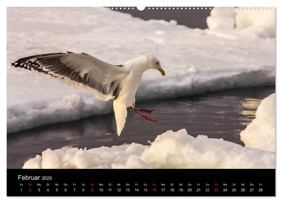 Möwen - Meister der Lüfte (CALVENDO Premium Wandkalender 2025)