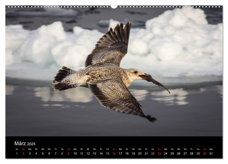 Möwen - Meister der Lüfte (CALVENDO Premium Wandkalender 2025)