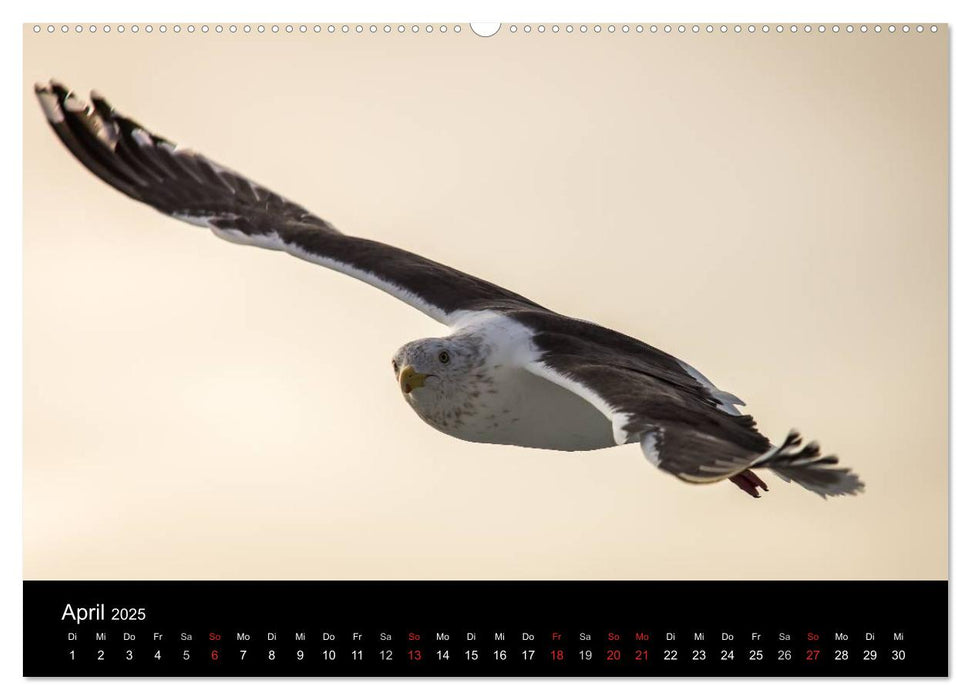 Möwen - Meister der Lüfte (CALVENDO Premium Wandkalender 2025)