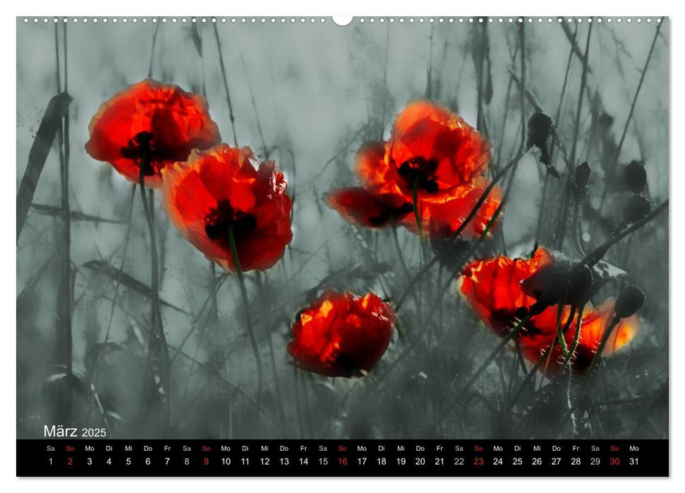 Traumwelt MOHN (CALVENDO Premium Wandkalender 2025)