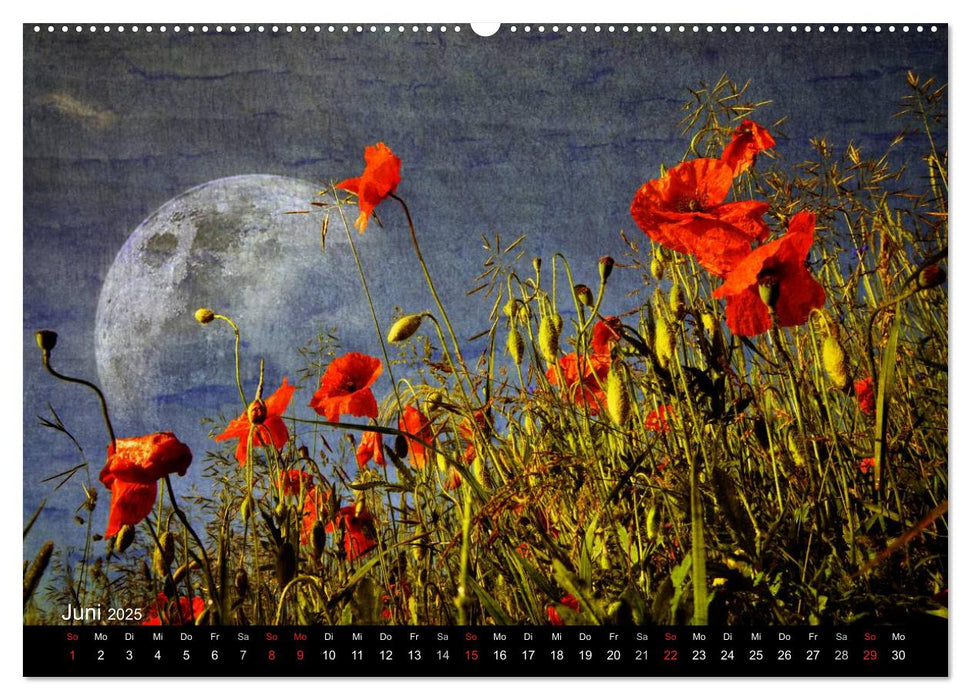 Traumwelt MOHN (CALVENDO Premium Wandkalender 2025)