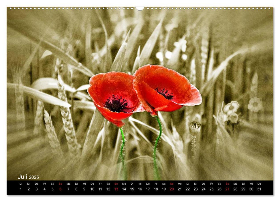 Traumwelt MOHN (CALVENDO Premium Wandkalender 2025)