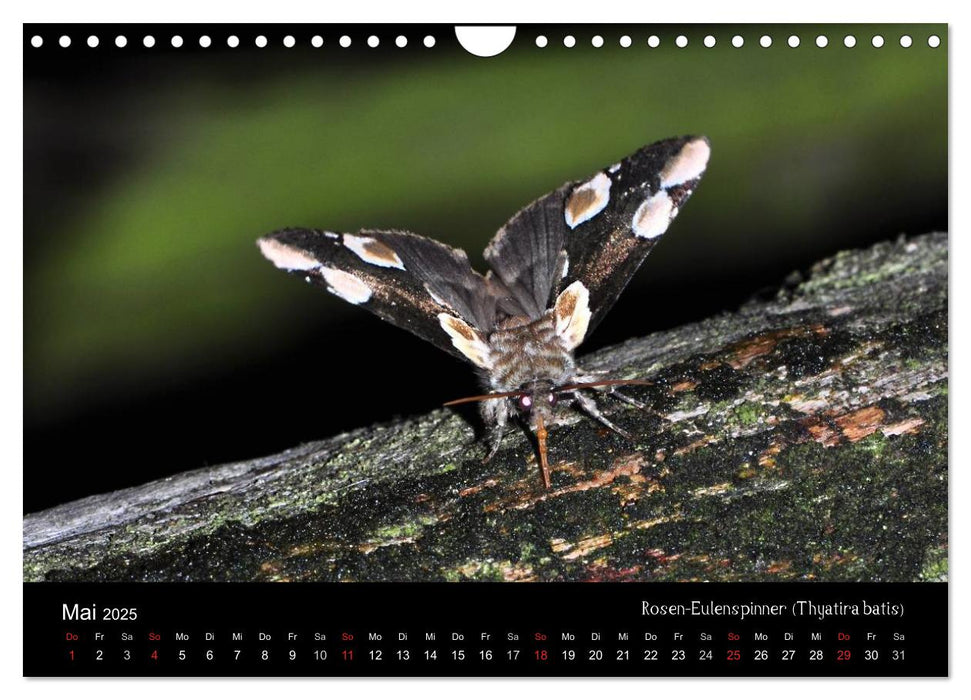 Nachtfalter - Unbekannte Schönheiten (CALVENDO Wandkalender 2025)