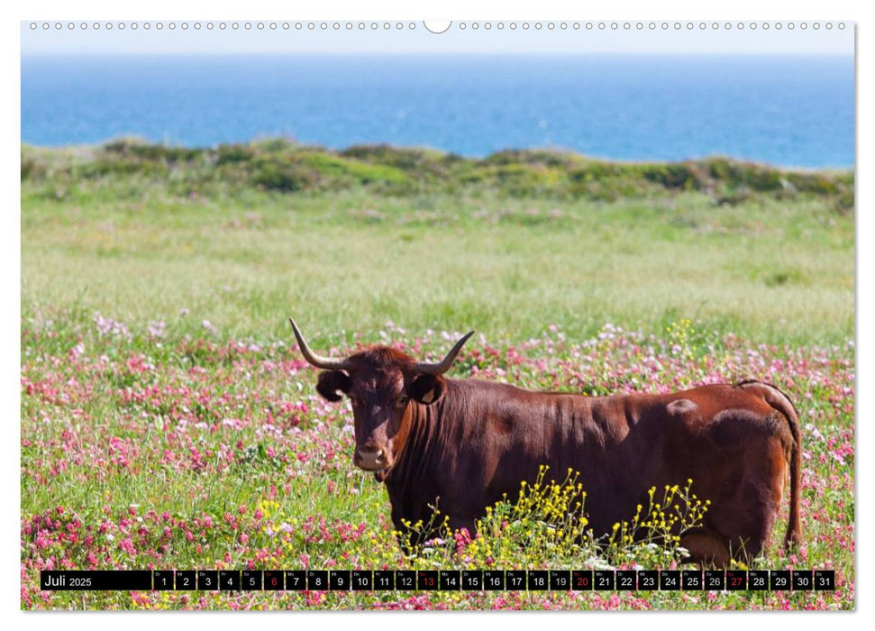 Farbenprächtiges Andalusien (CALVENDO Premium Wandkalender 2025)