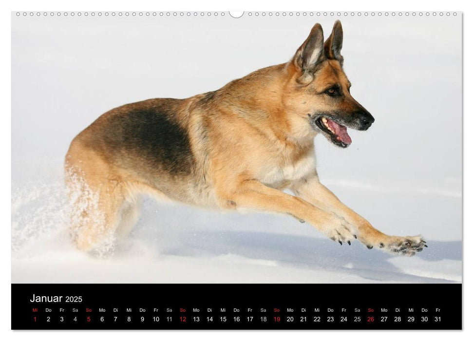 Mit dem Deutschen Schäferhund durch's Jahr (CALVENDO Premium Wandkalender 2025)