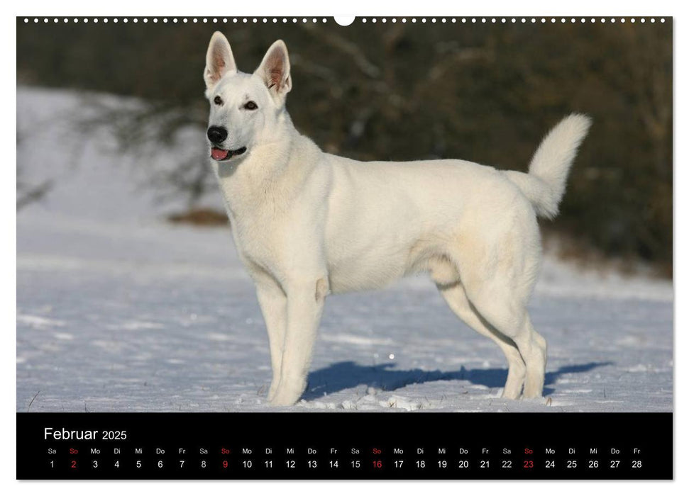 Mit dem Deutschen Schäferhund durch's Jahr (CALVENDO Premium Wandkalender 2025)