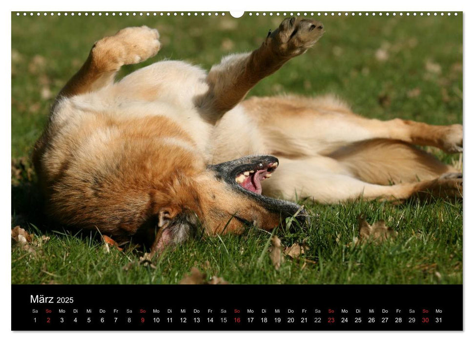 Mit dem Deutschen Schäferhund durch's Jahr (CALVENDO Premium Wandkalender 2025)