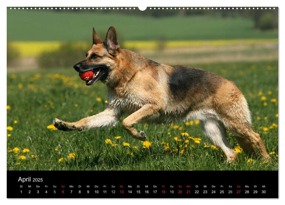 Mit dem Deutschen Schäferhund durch's Jahr (CALVENDO Premium Wandkalender 2025)