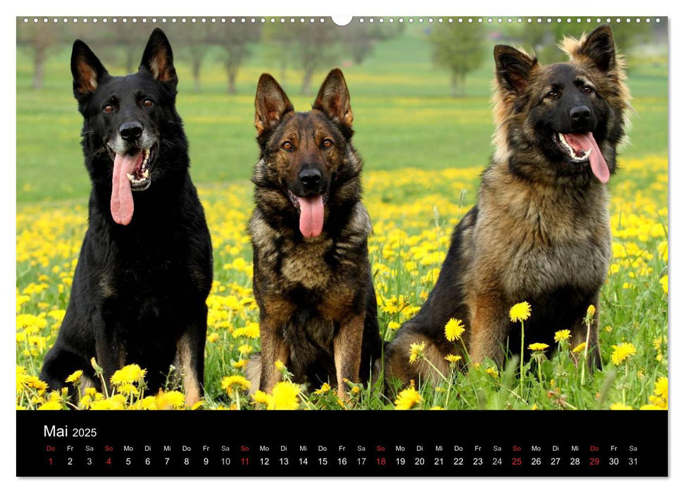 Mit dem Deutschen Schäferhund durch's Jahr (CALVENDO Premium Wandkalender 2025)