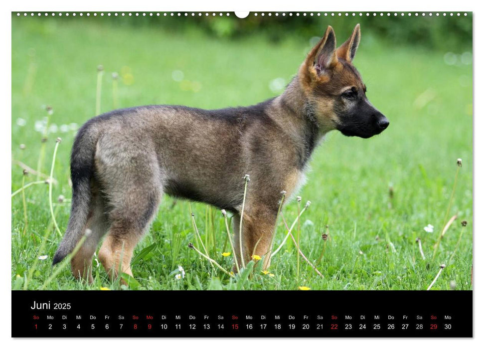 Mit dem Deutschen Schäferhund durch's Jahr (CALVENDO Premium Wandkalender 2025)