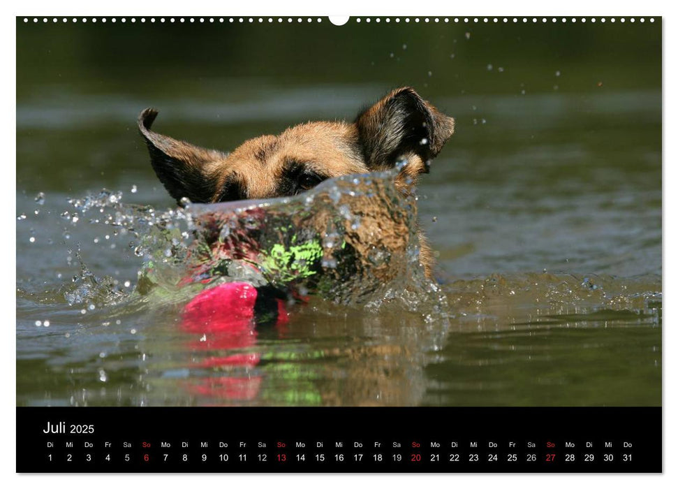 Mit dem Deutschen Schäferhund durch's Jahr (CALVENDO Premium Wandkalender 2025)