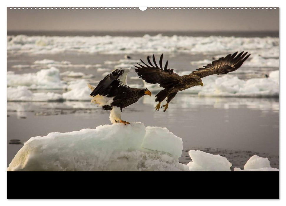 Seeadler - Könige der Lüfte (CALVENDO Premium Wandkalender 2025)