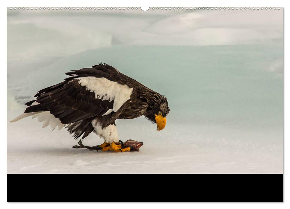 Seeadler - Könige der Lüfte (CALVENDO Premium Wandkalender 2025)