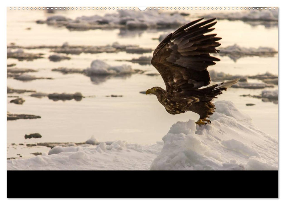 Seeadler - Könige der Lüfte (CALVENDO Premium Wandkalender 2025)