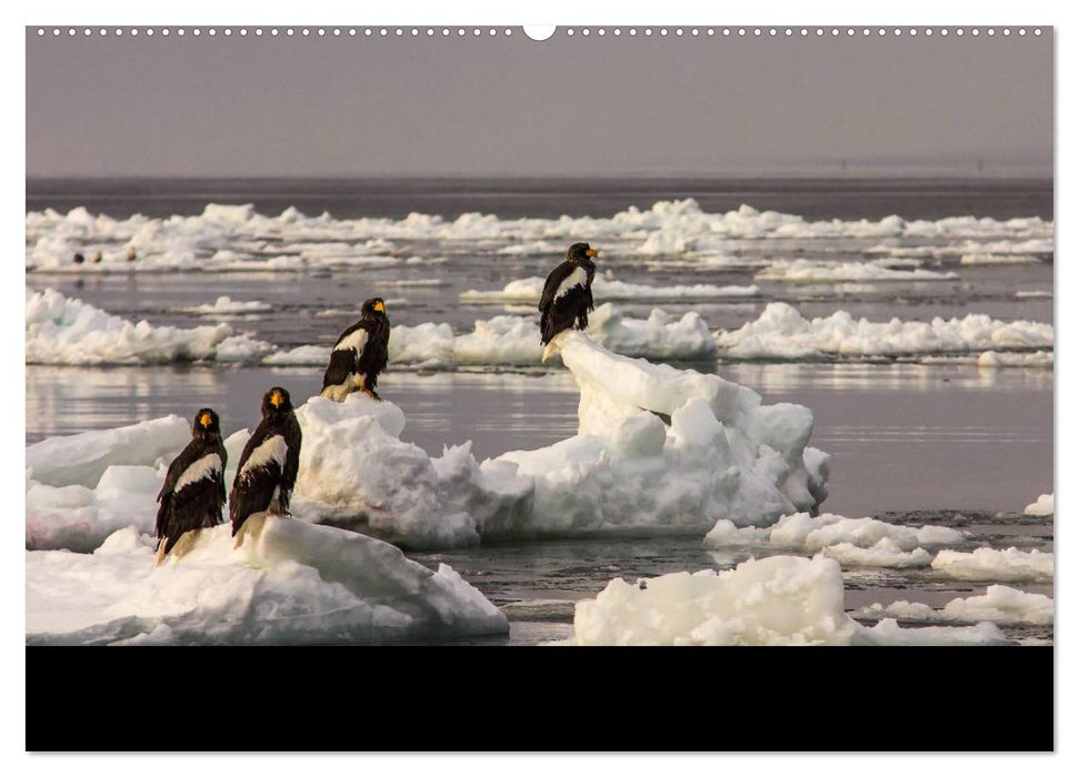 Seeadler - Könige der Lüfte (CALVENDO Premium Wandkalender 2025)