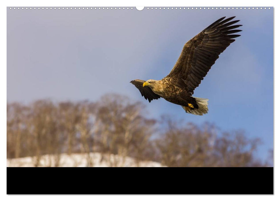 Seeadler - Könige der Lüfte (CALVENDO Premium Wandkalender 2025)