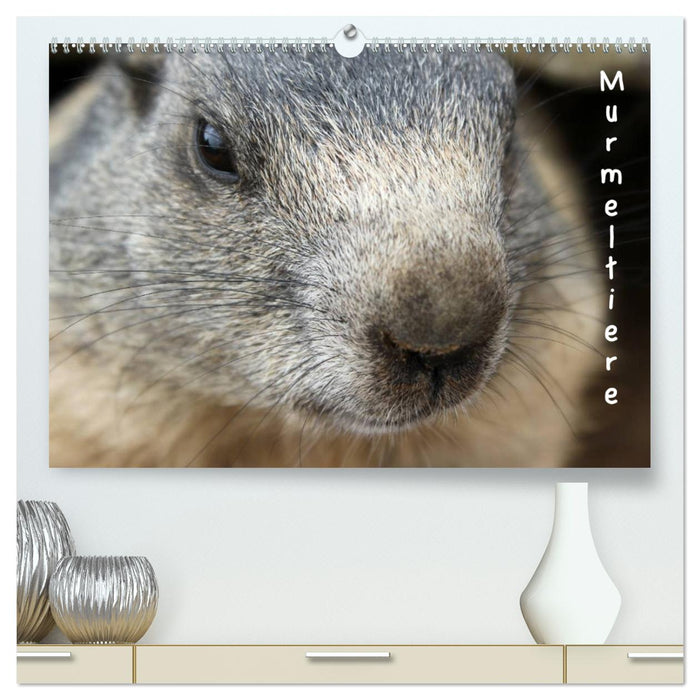 Murmeltiere (CALVENDO Premium Wandkalender 2025)