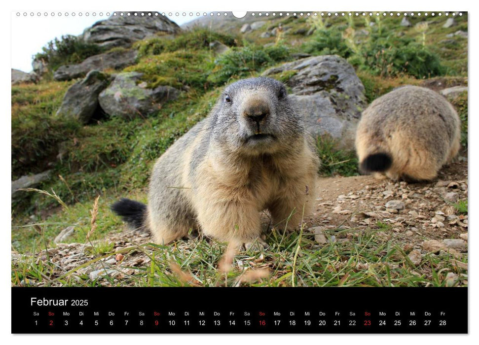 Murmeltiere (CALVENDO Premium Wandkalender 2025)