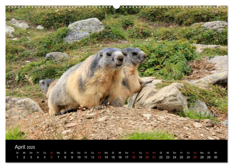 Murmeltiere (CALVENDO Premium Wandkalender 2025)