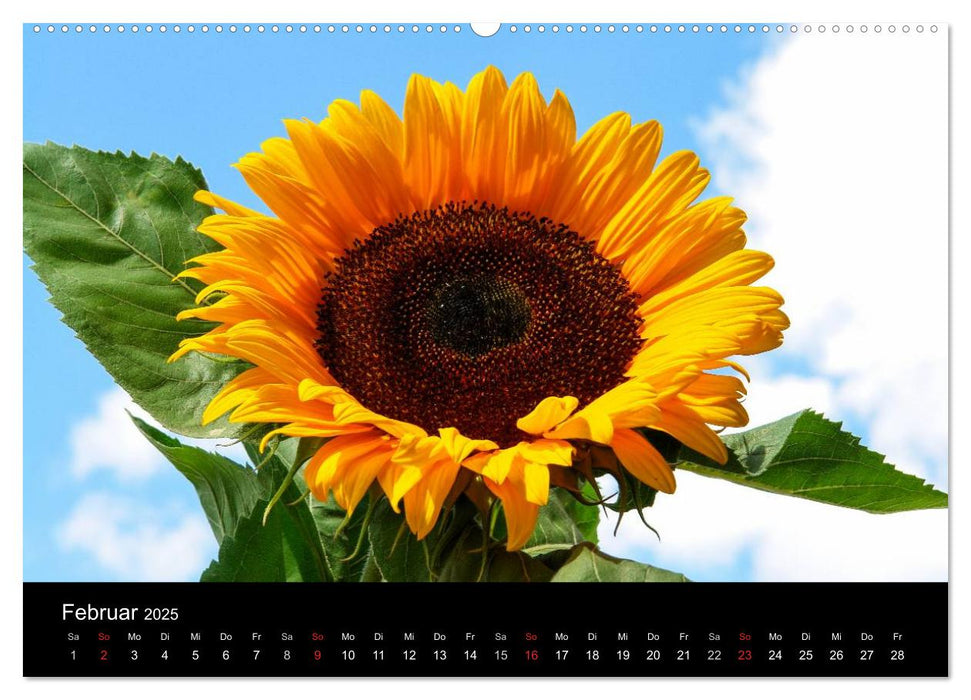 Sonnenblumen (CALVENDO Premium Wandkalender 2025)