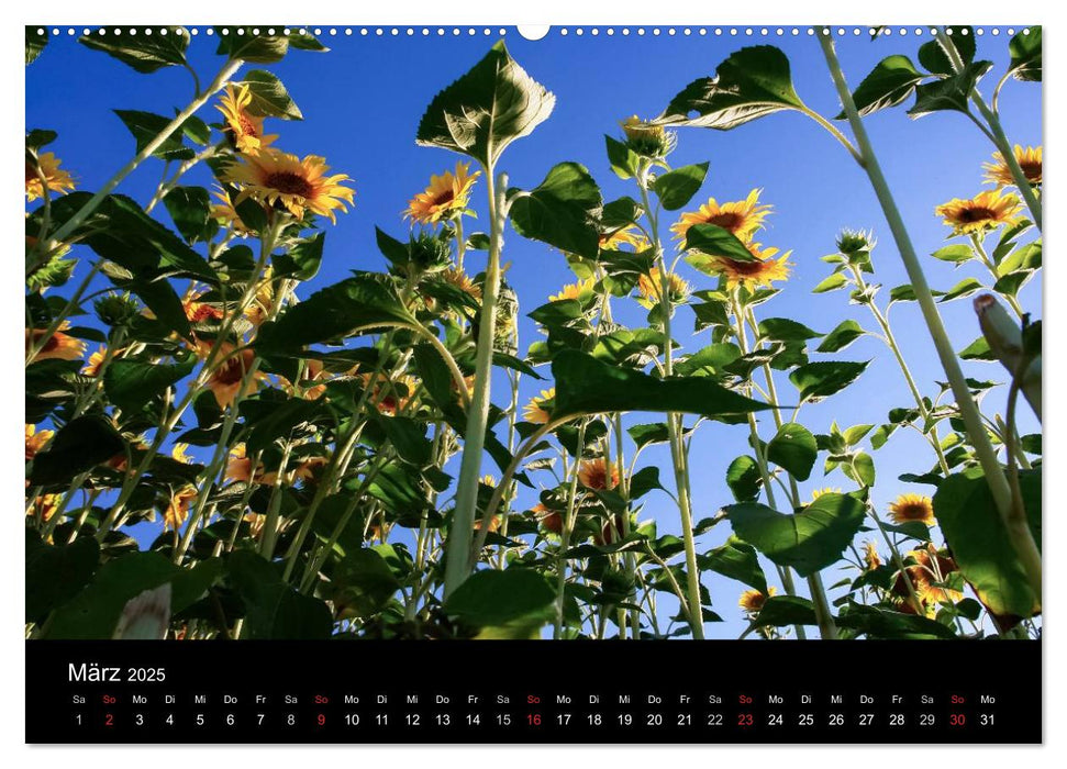 Sonnenblumen (CALVENDO Premium Wandkalender 2025)