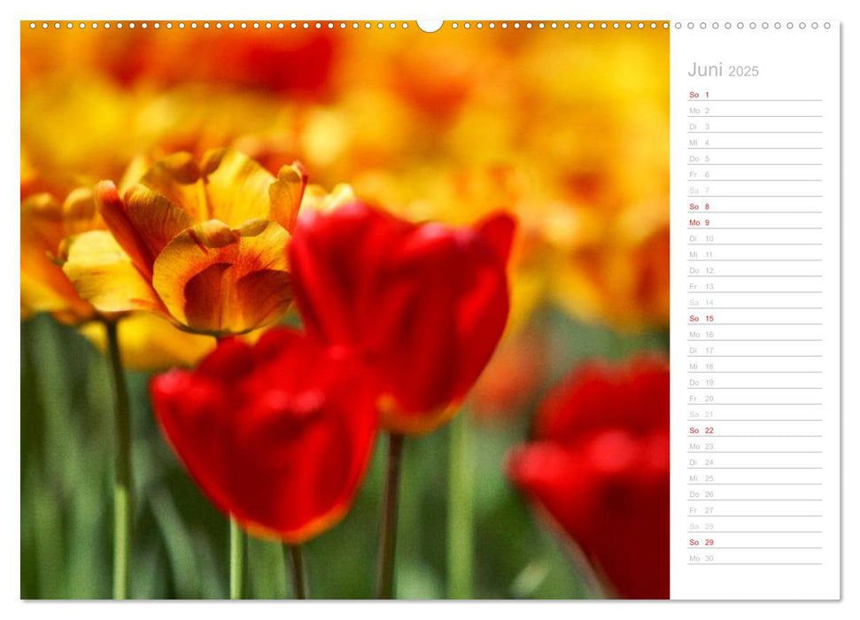 Naturfarben (CALVENDO Premium Wandkalender 2025)