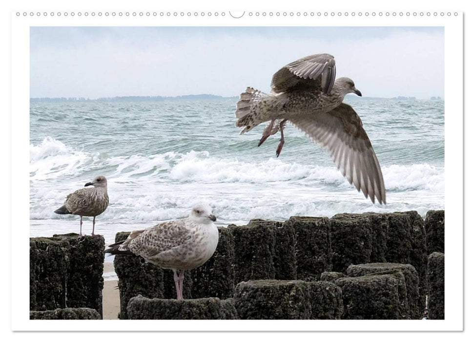 An der Nordsee (CALVENDO Wandkalender 2025)