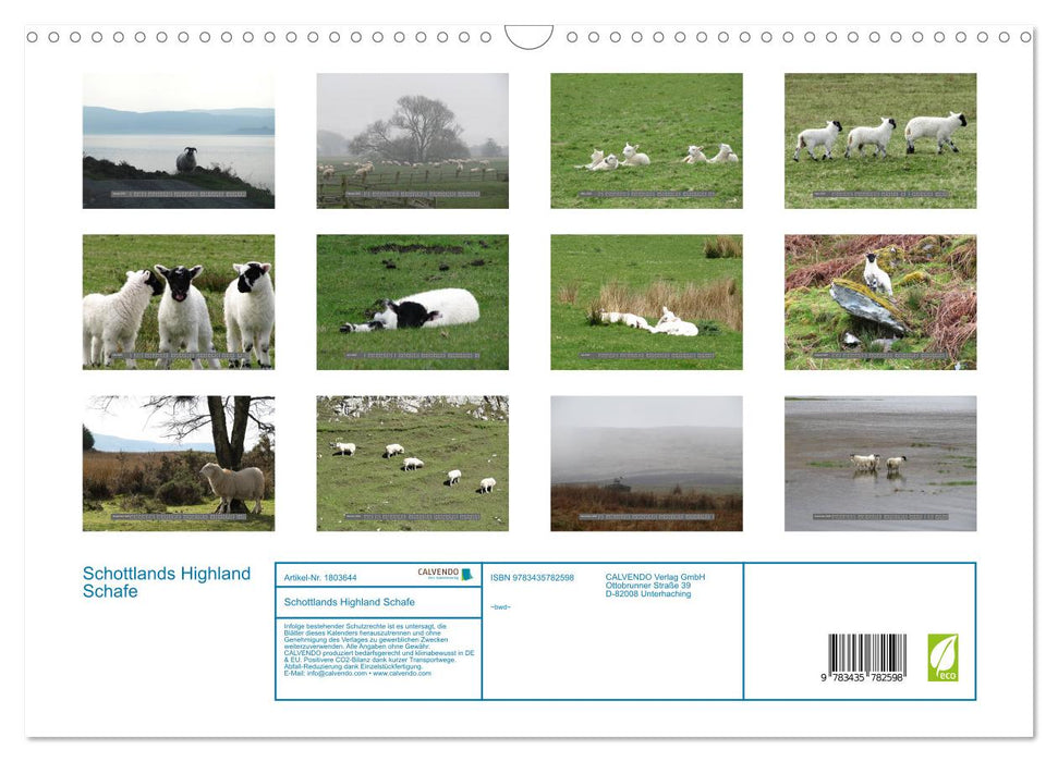 Schottlands Highland Schafe (CALVENDO Wandkalender 2025)