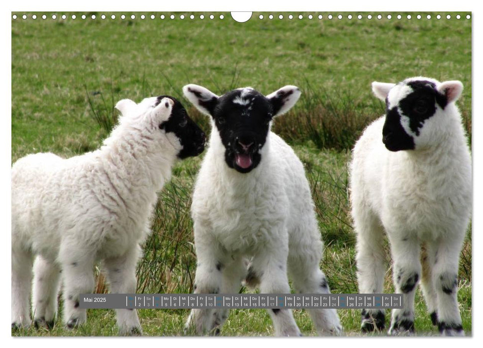 Schottlands Highland Schafe (CALVENDO Wandkalender 2025)