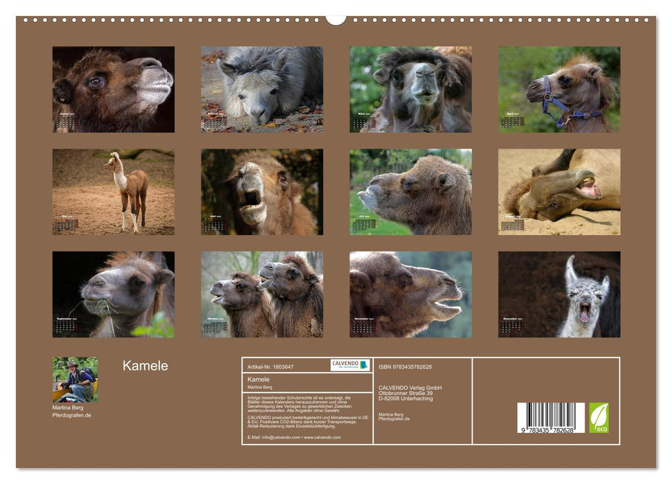 Kamele (CALVENDO Premium Wandkalender 2025)