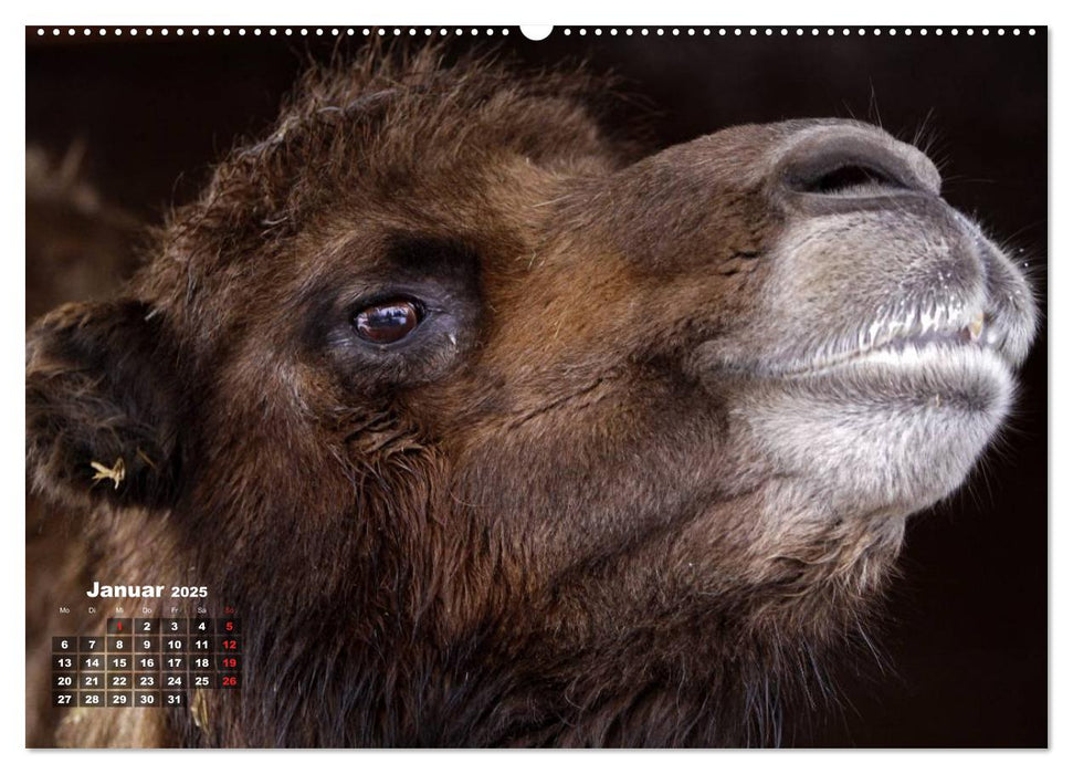 Kamele (CALVENDO Premium Wandkalender 2025)